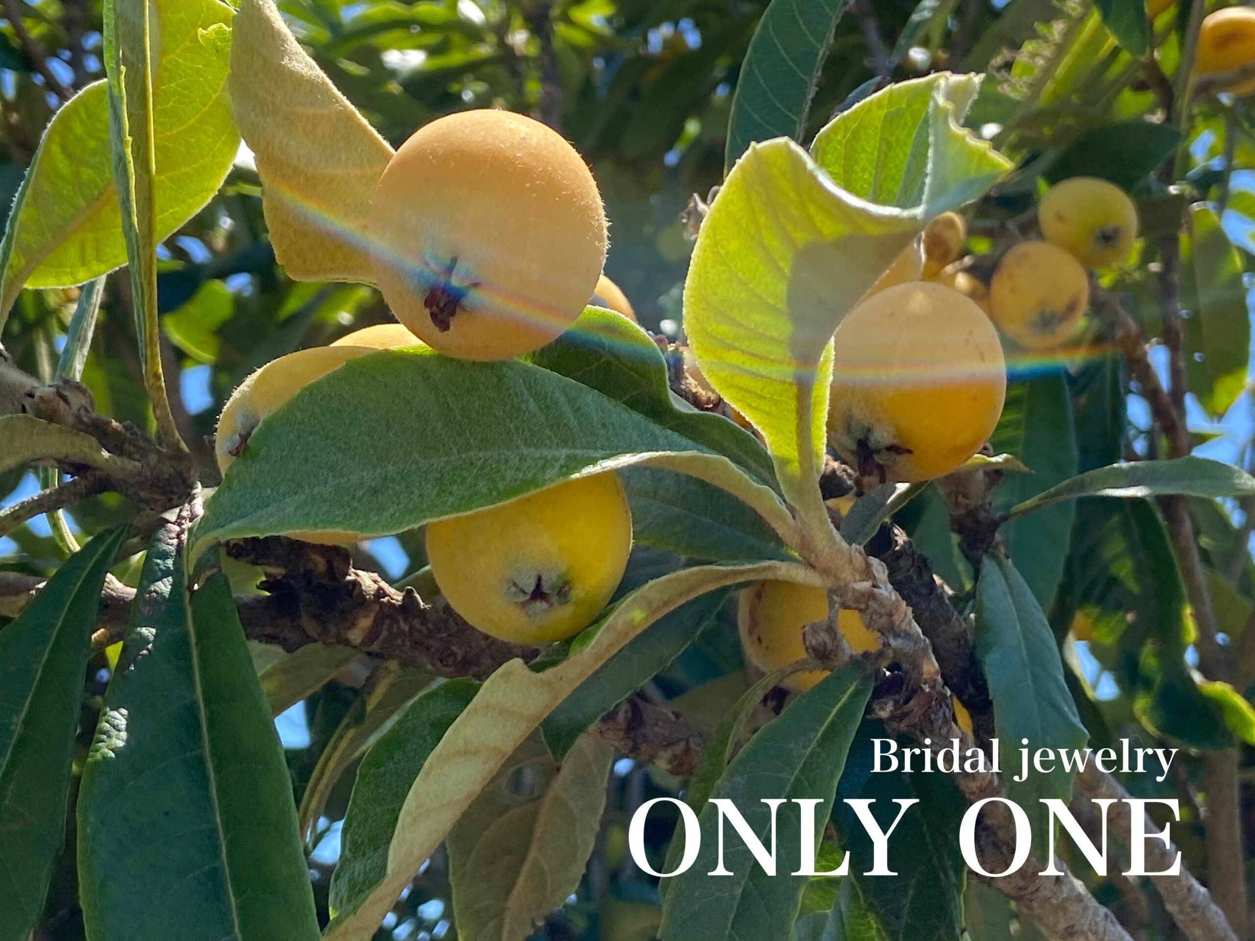 【山梨結婚指輪】びわの実