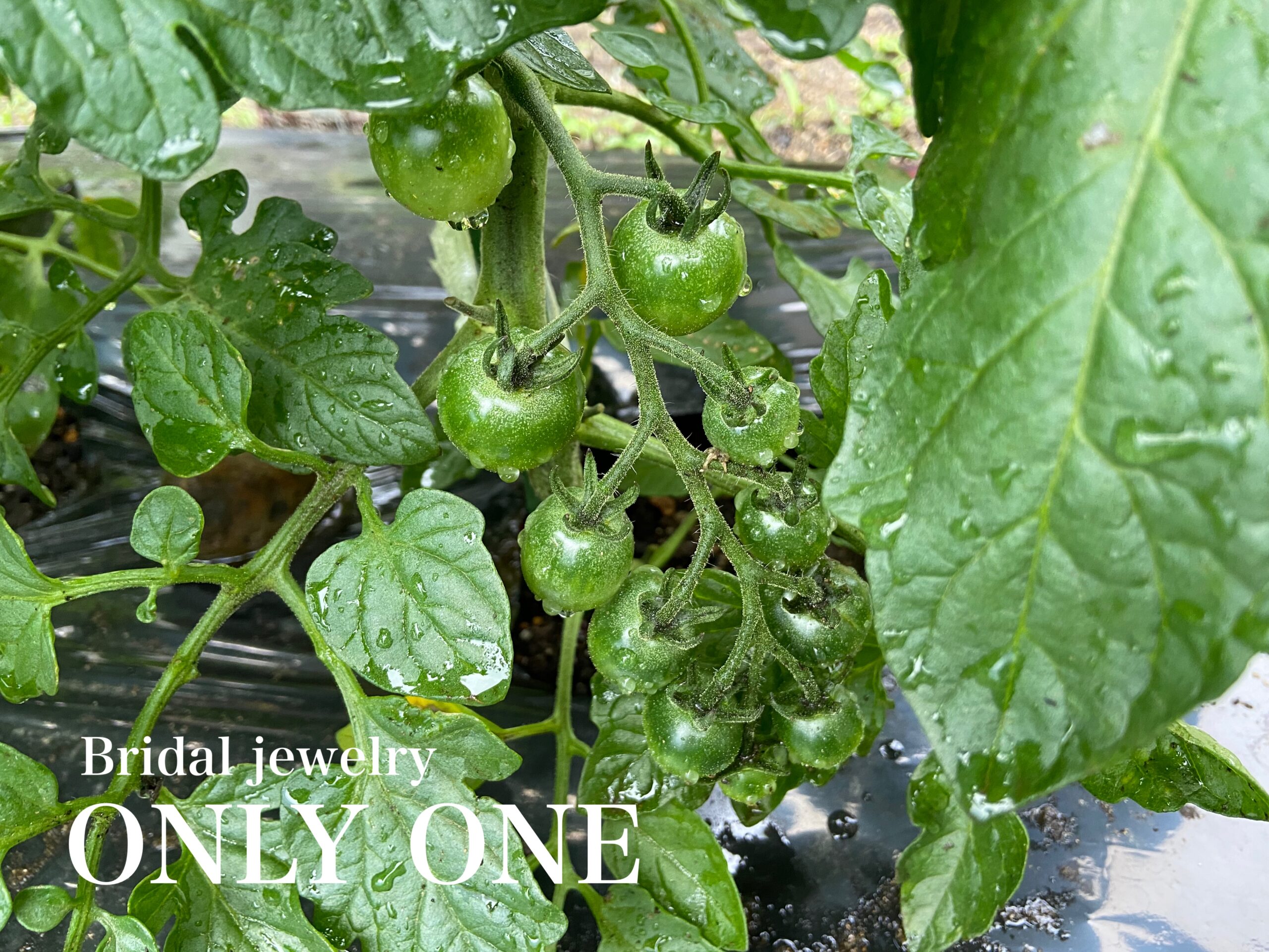 【山梨結婚指輪】ミニトマトの様子