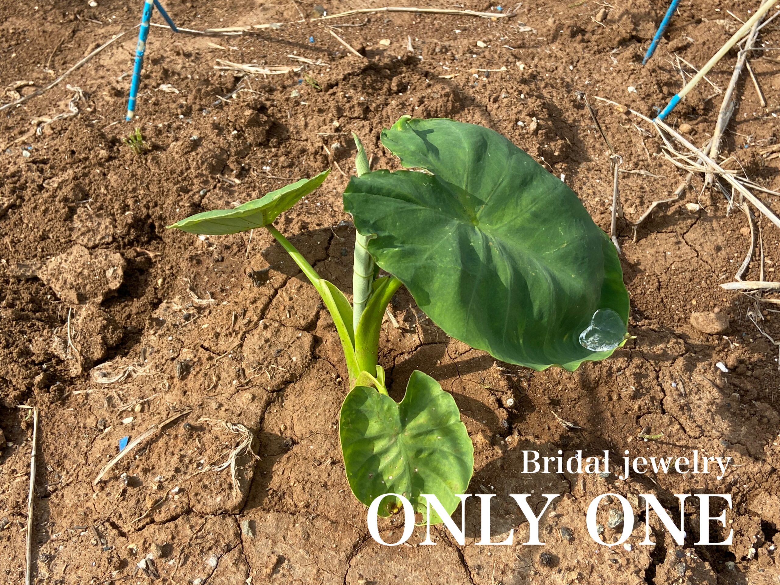 【山梨結婚指輪】里芋の様子