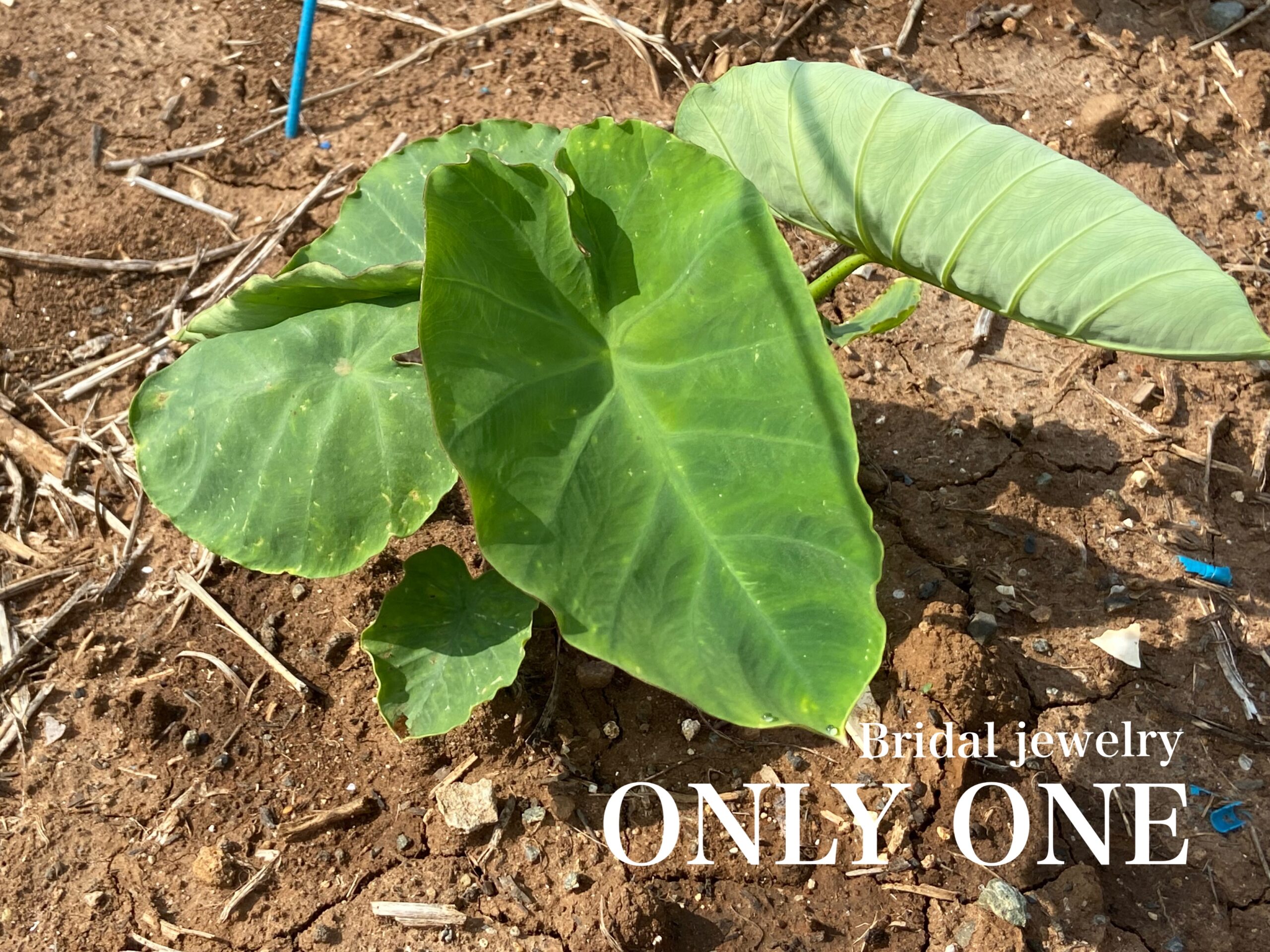 【山梨結婚指輪】畑の里芋