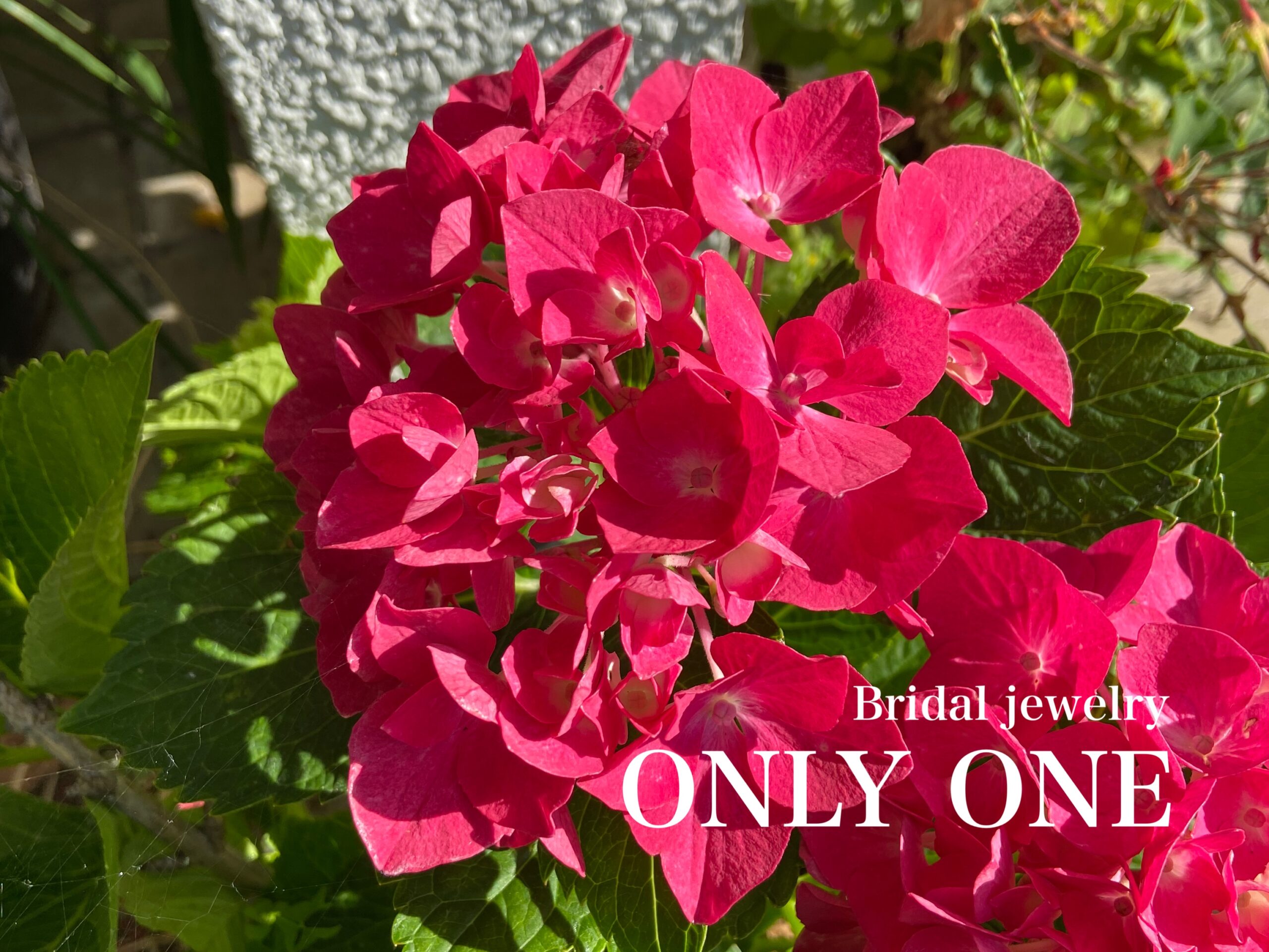 【山梨結婚指輪】我が家の鉢植え「紫陽花」