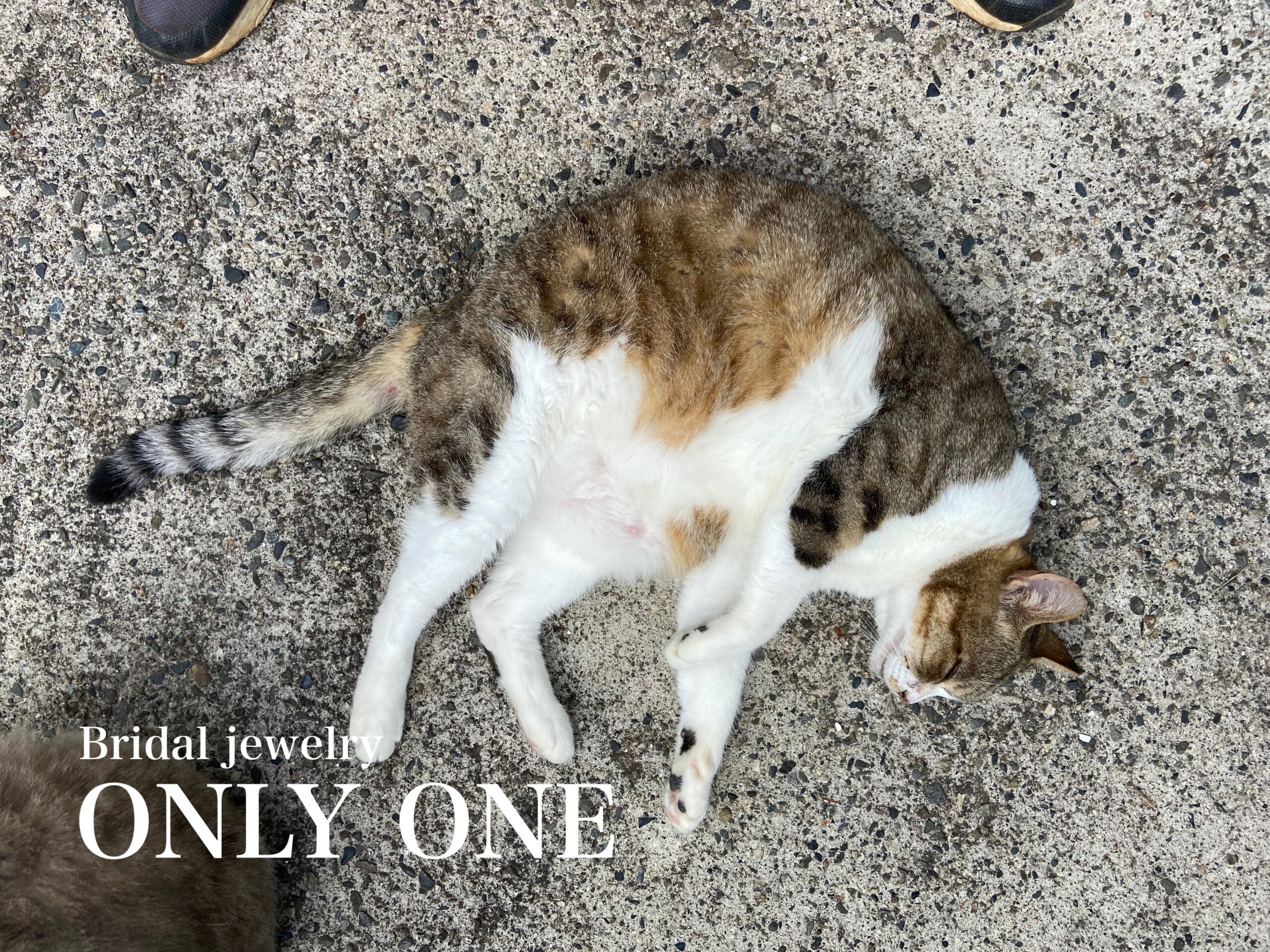 【山梨結婚指輪】「あんず」ちゃんが待っていました！