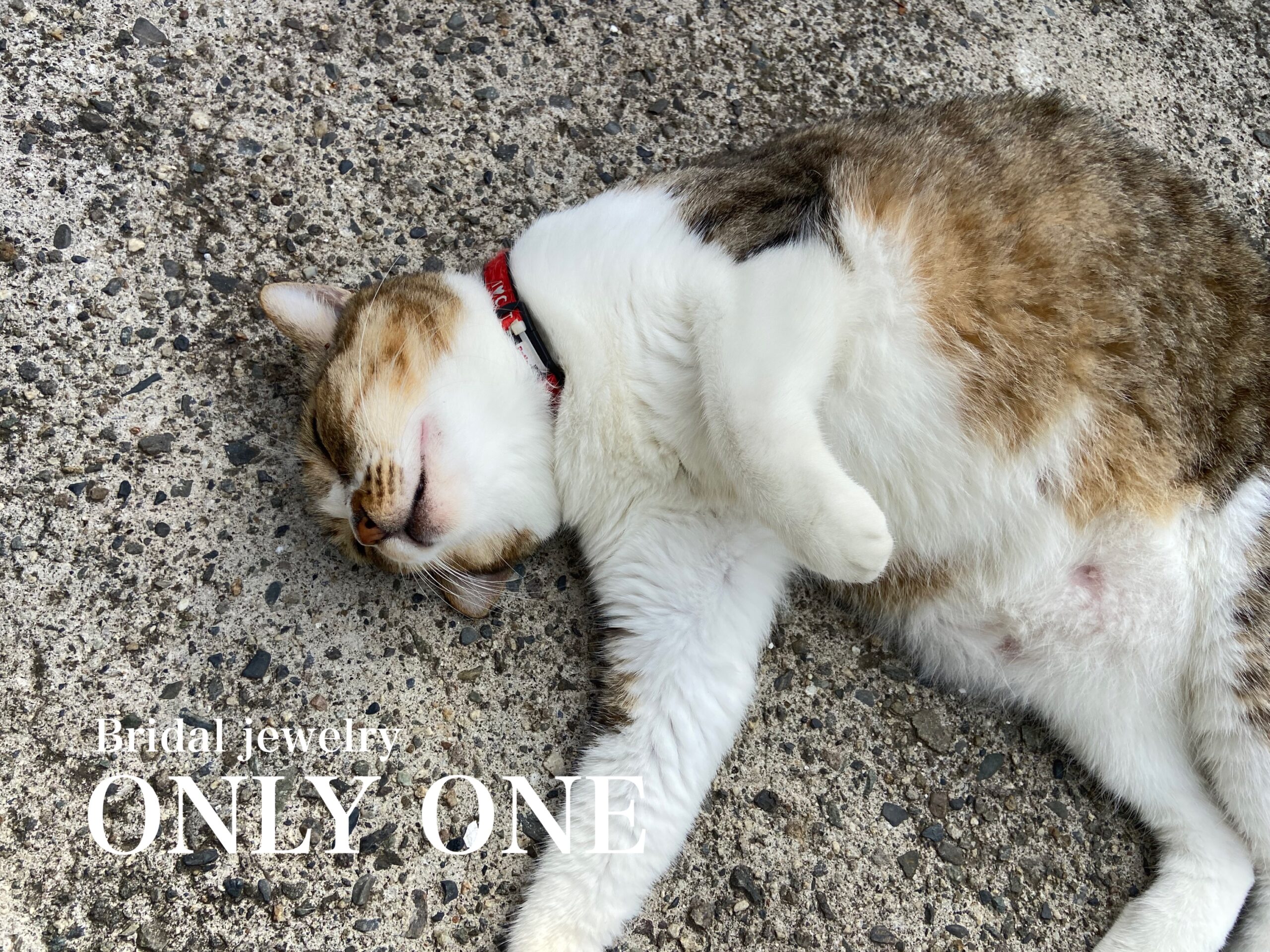 【山梨結婚指輪】無防備な「あんず」ちゃん