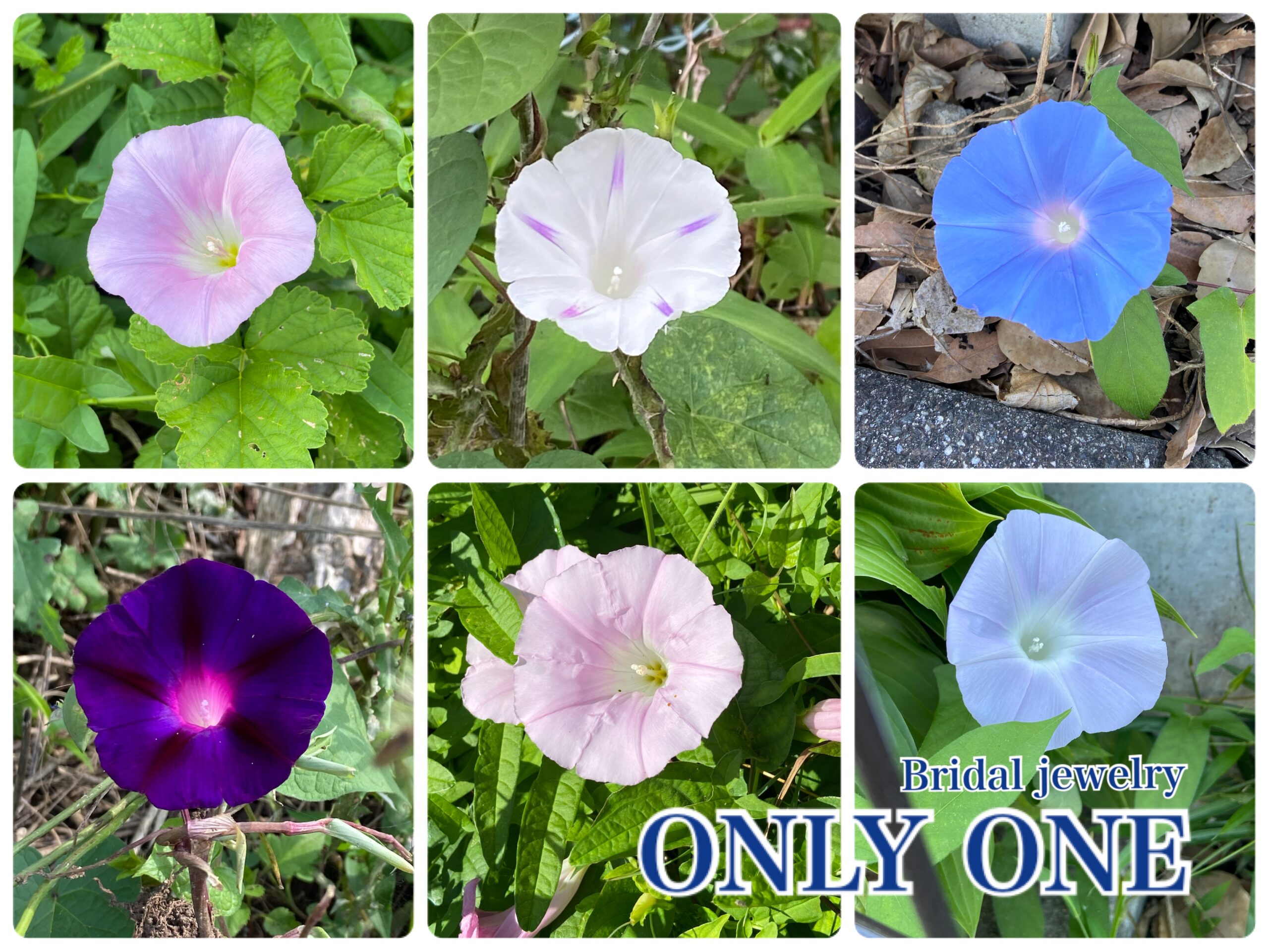 【山梨結婚指輪】今年出会った「朝顔」たち