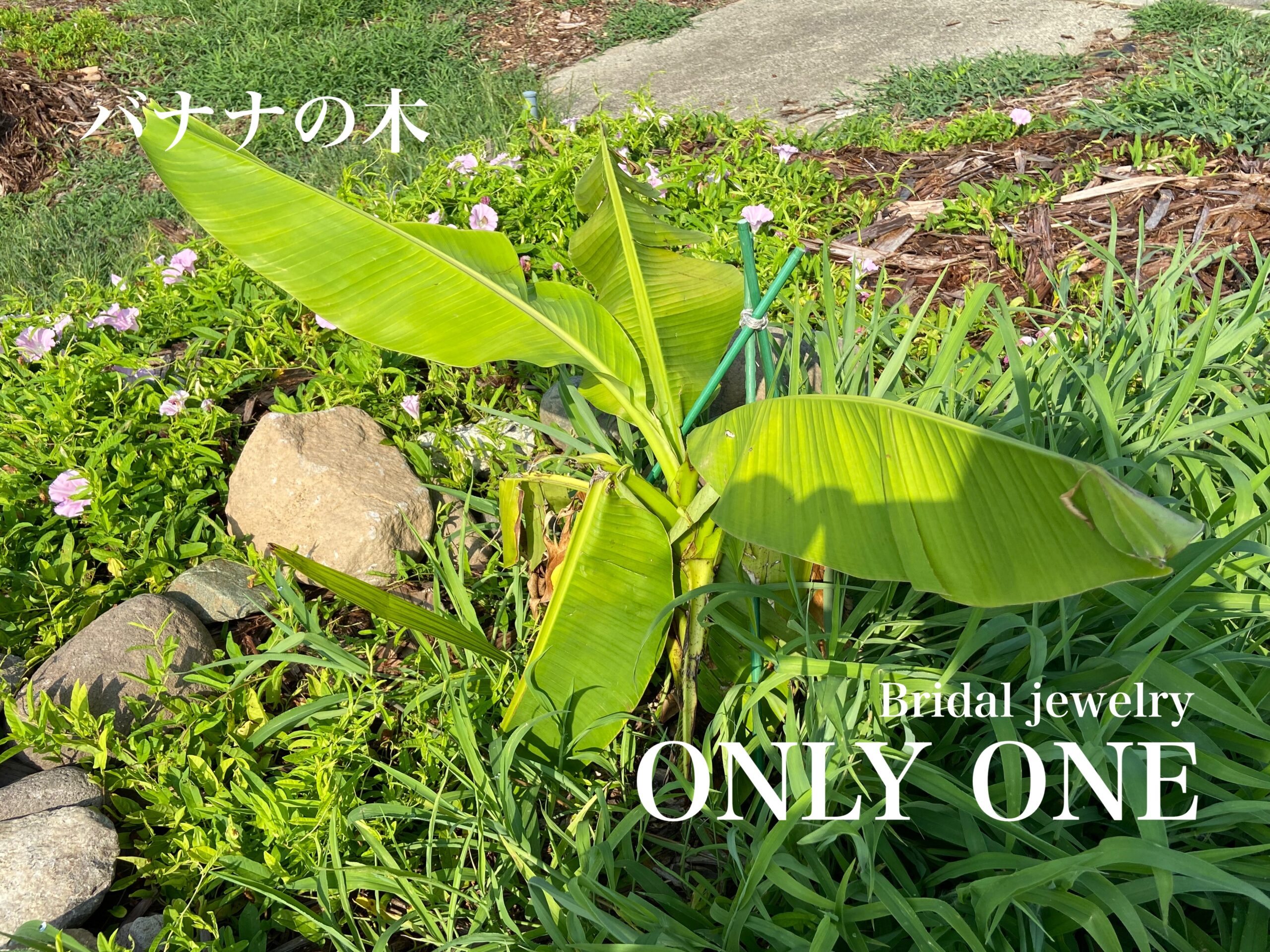 【山梨結婚指輪】「鑑賞バナナ」散歩にて！