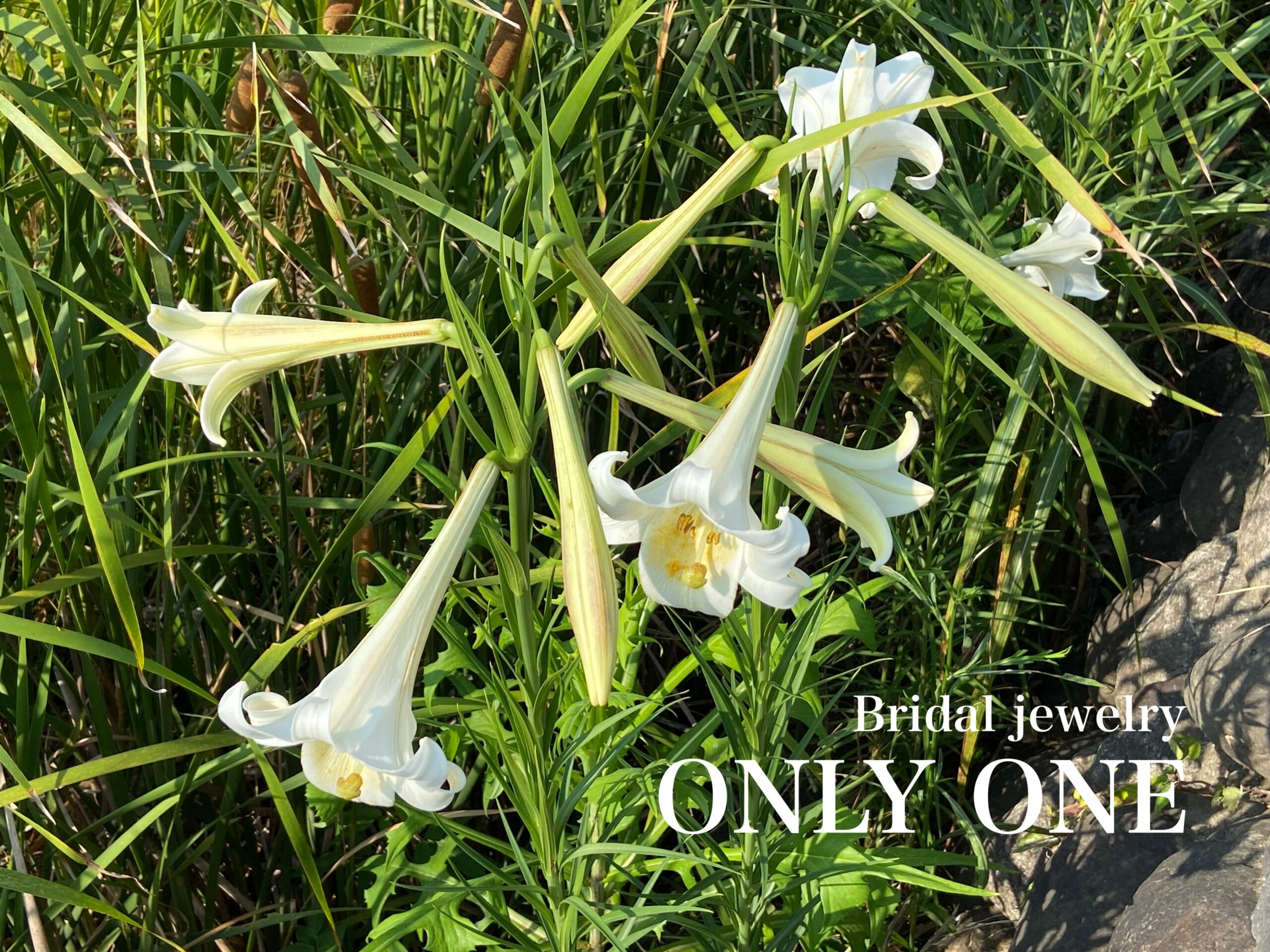 【山梨結婚指輪】「白いゆり」散歩にて！