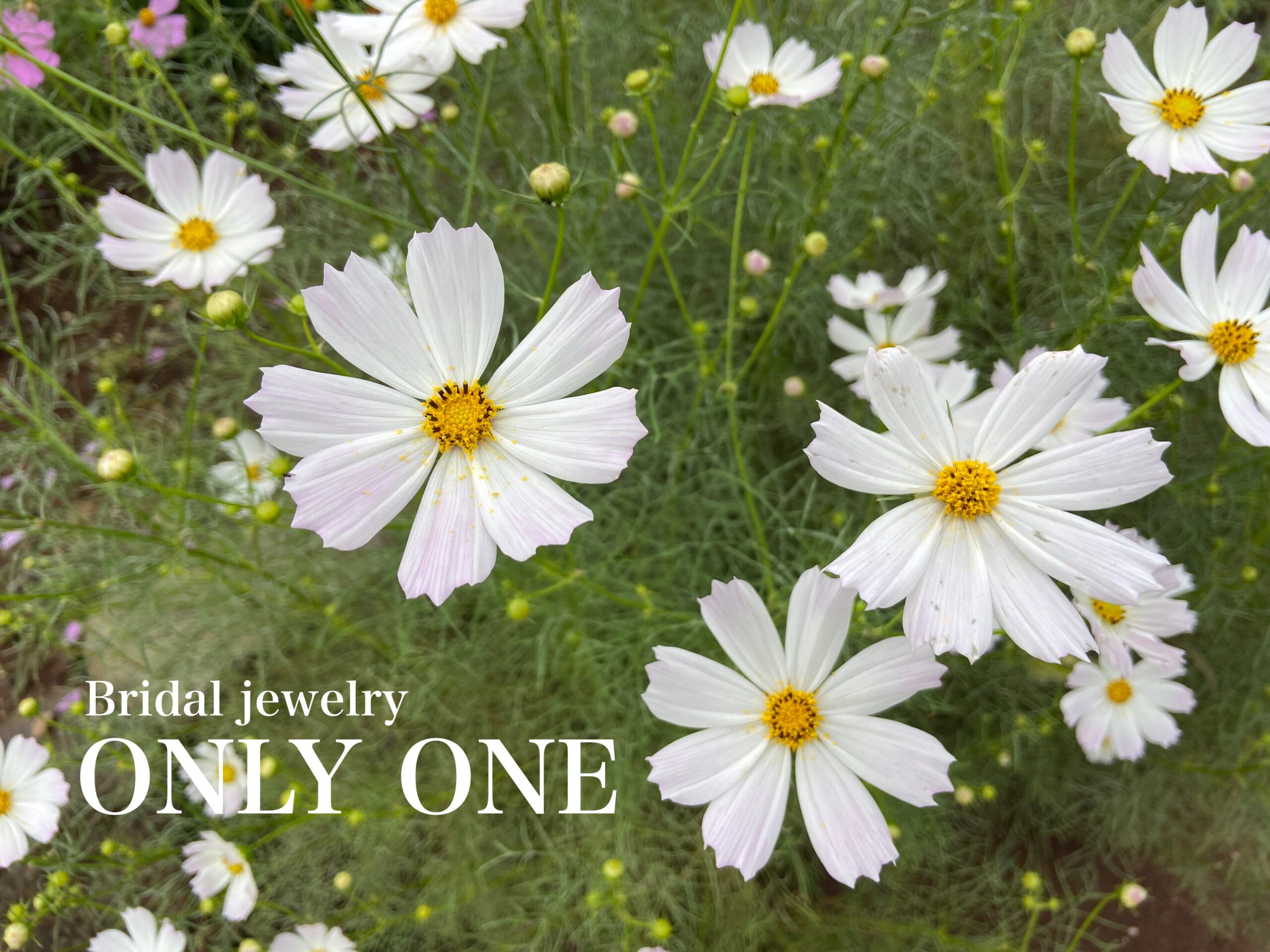 【山梨結婚指輪】畑の「白いコスモス」