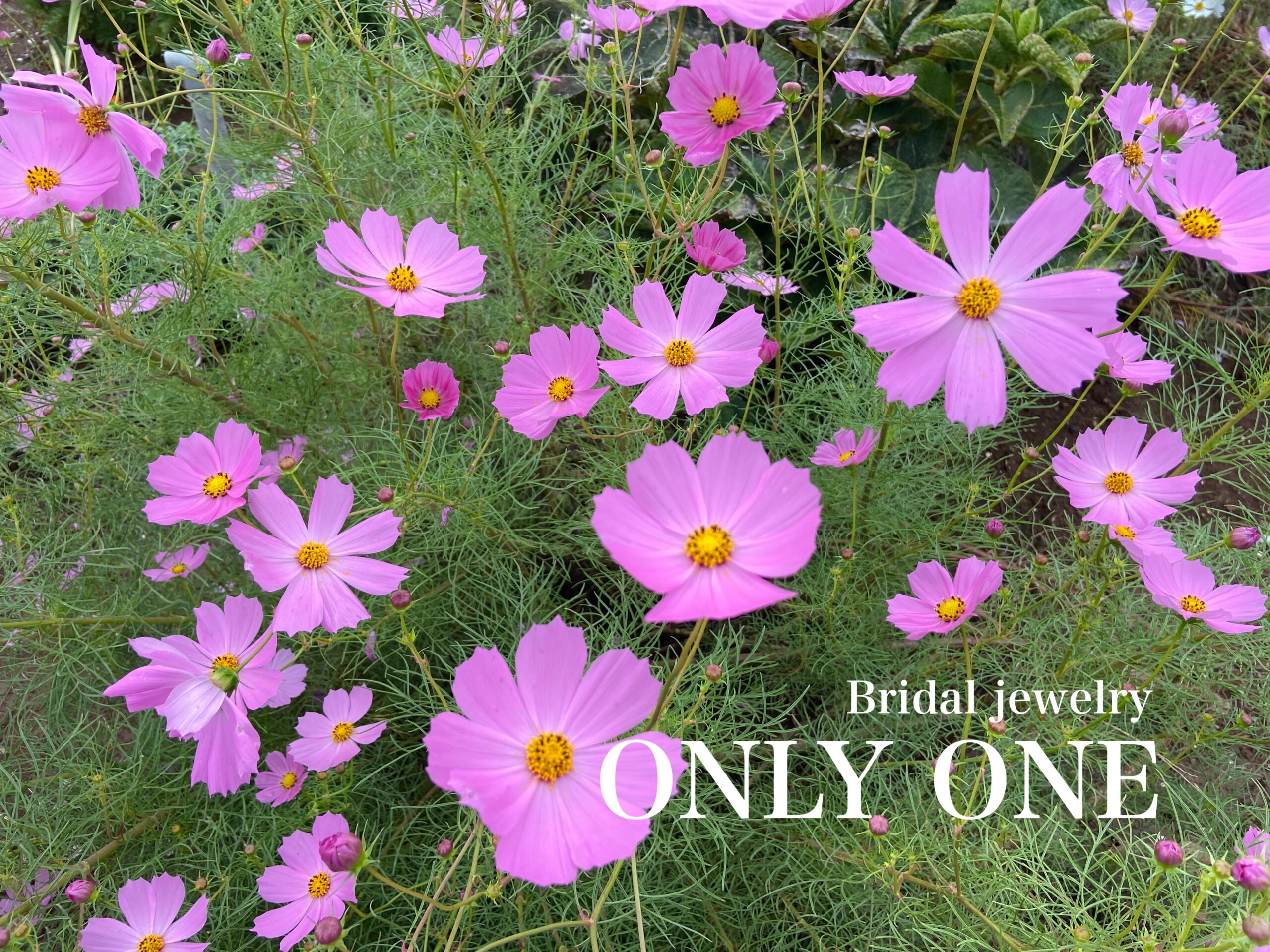 【山梨結婚指輪】定番の「ピンク色のコスモス」