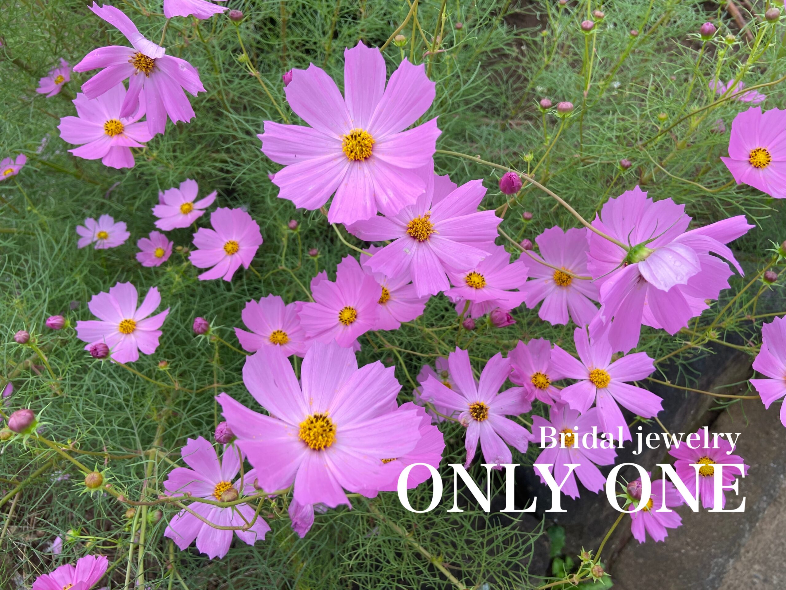 【山梨結婚指輪】「ピンクの秋桜」散歩にて！