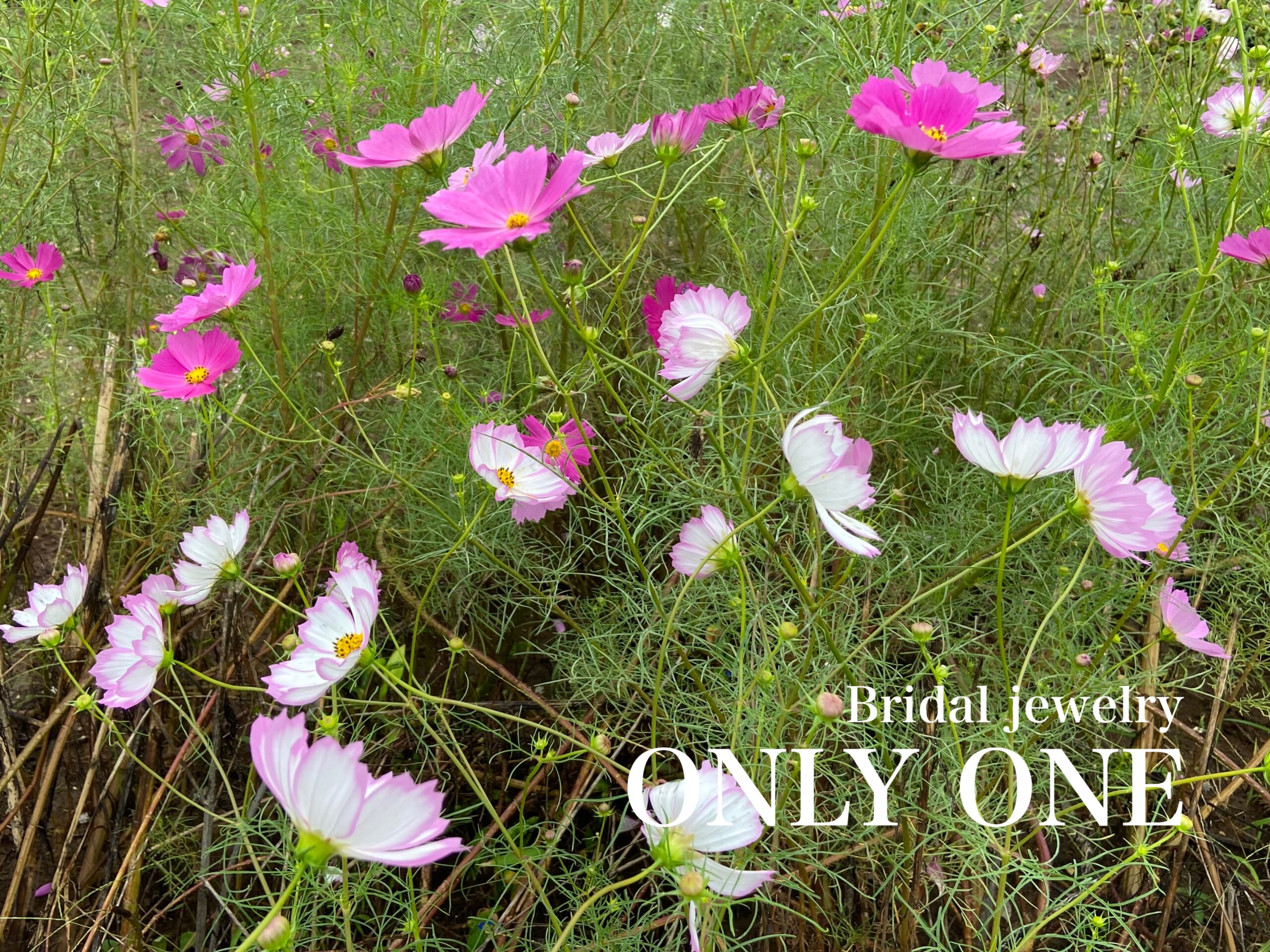 【山梨結婚指輪】白とピンク混合の「コスモスの花」