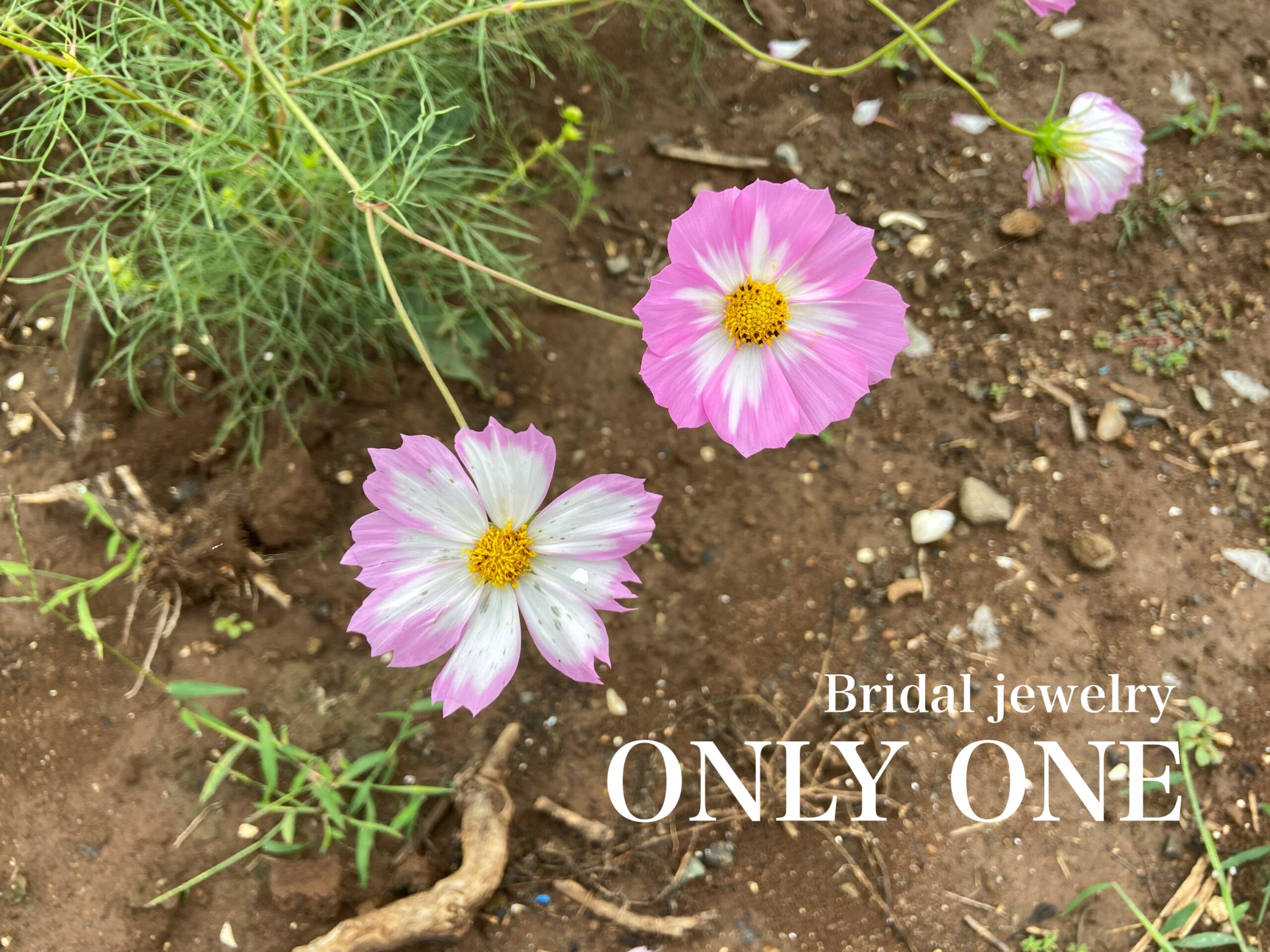 【山梨結婚指輪】ちょっと変わった「コスモスの花」