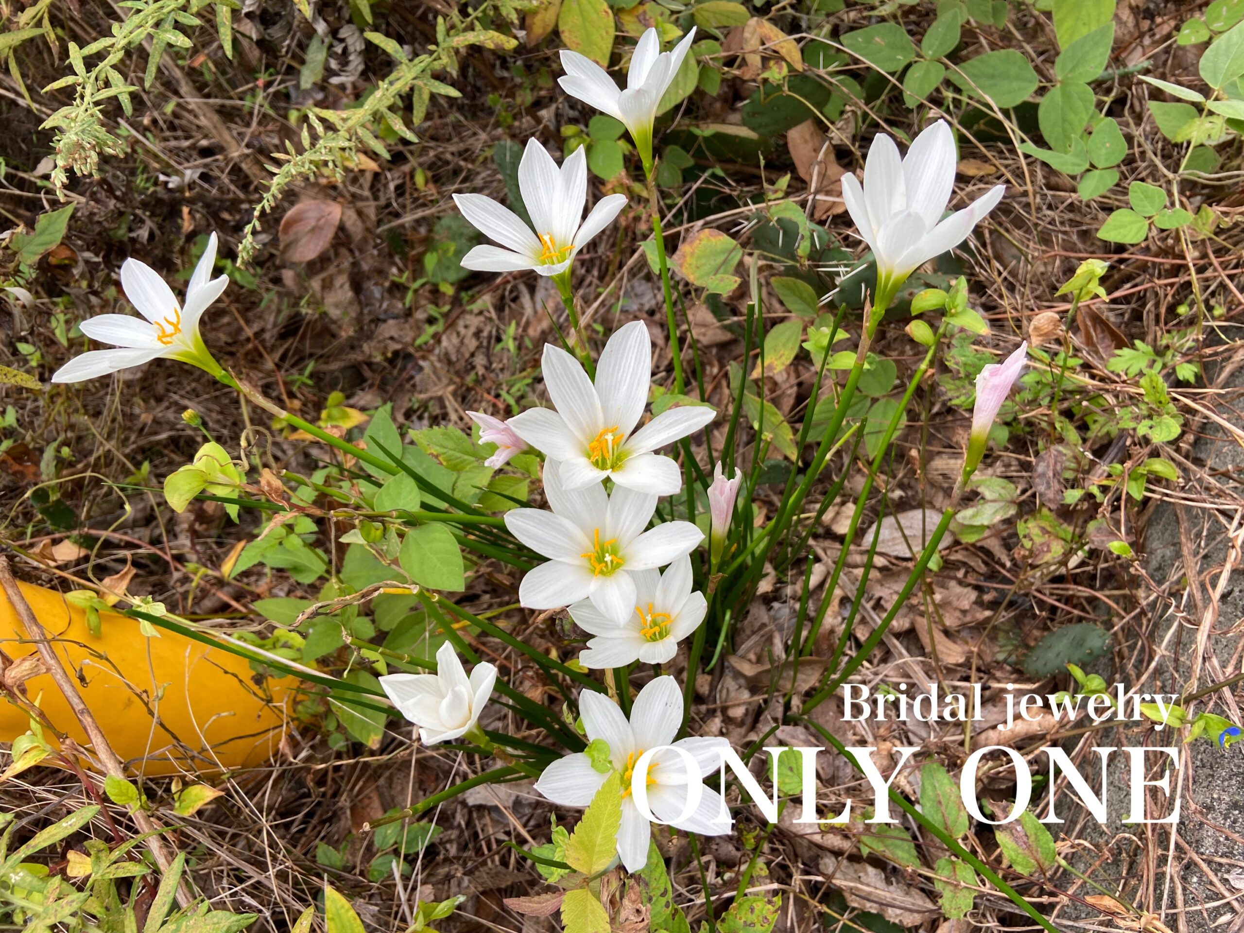 【山梨結婚指輪】散歩で見つけた「白い花」！