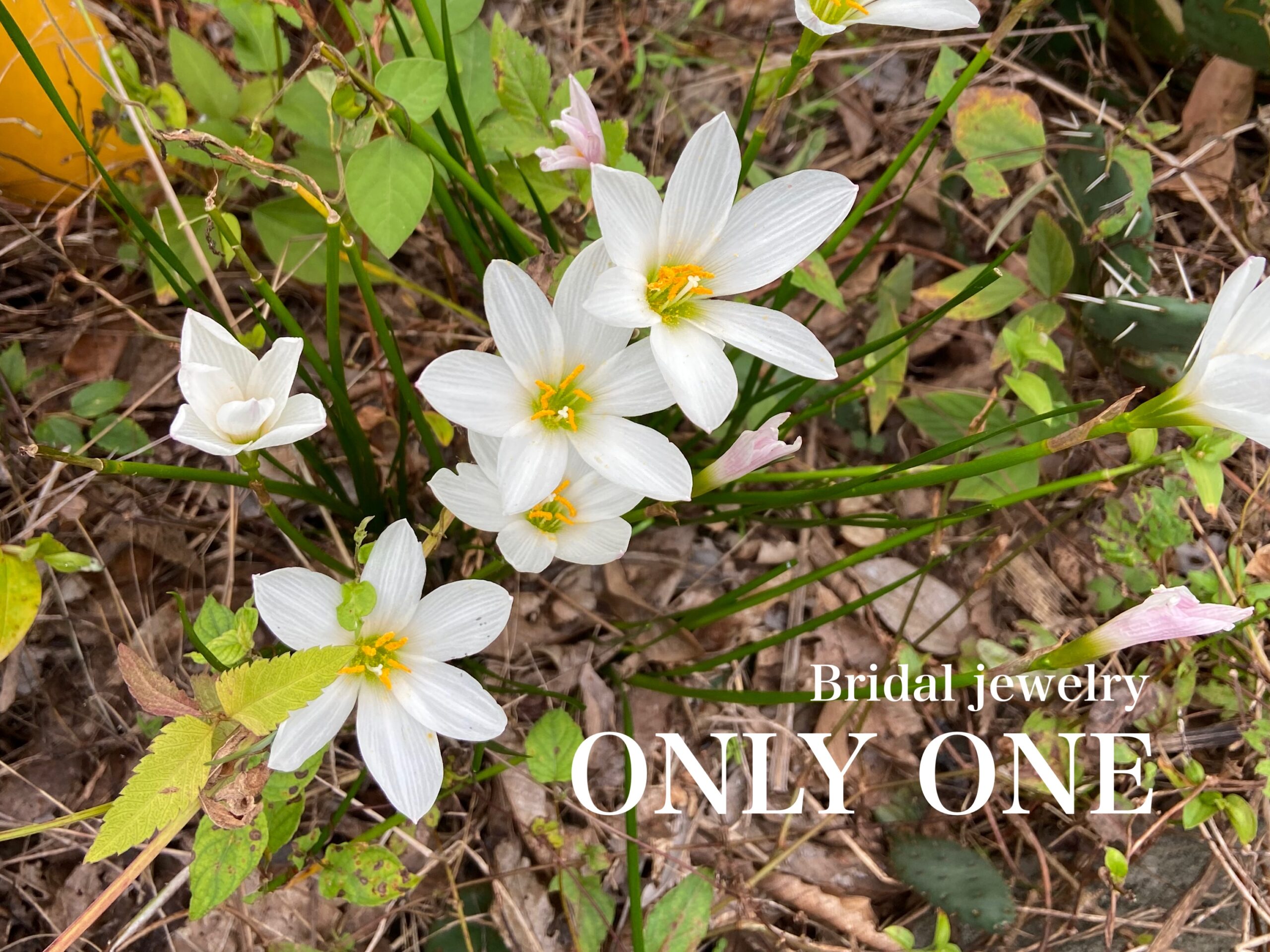 【山梨結婚指輪】散歩にて咲いていた「白い花」