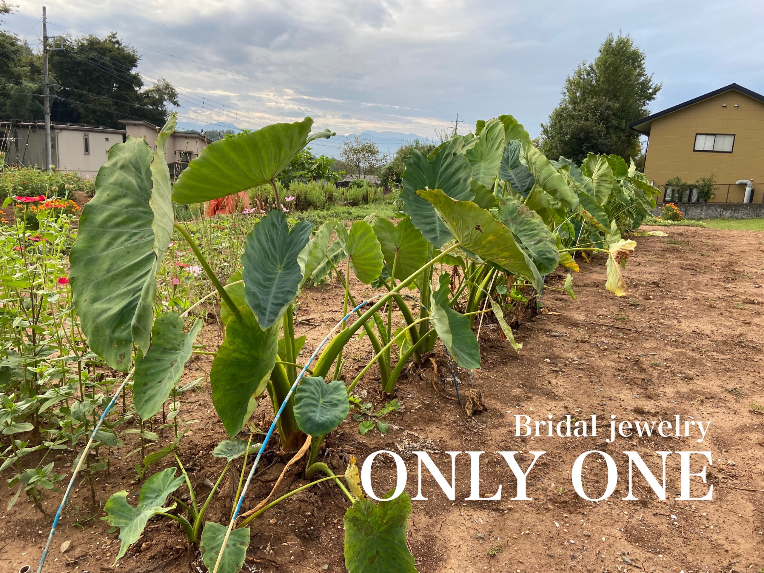 【山梨結婚指輪】家庭菜園の「里芋」の様子！