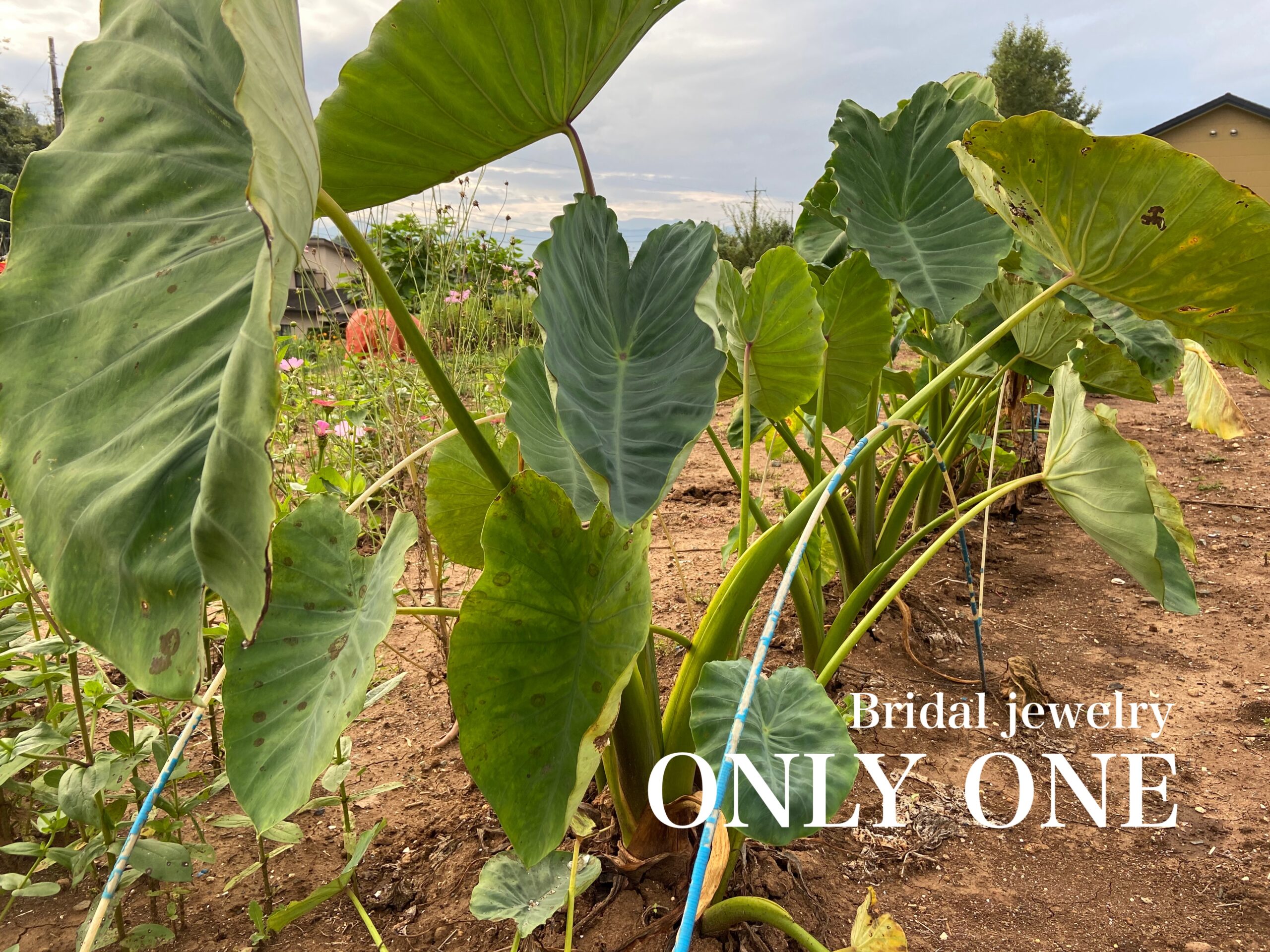 【山梨結婚指輪】もう少しで収穫「里芋」