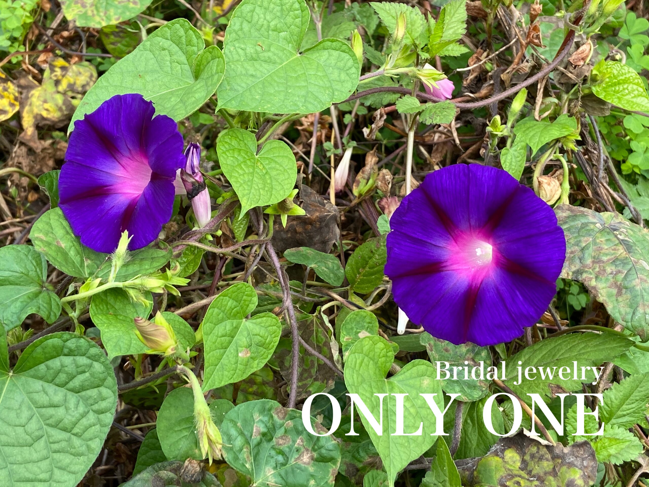 【山梨結婚指輪】散歩にて咲いていた「紫色の朝顔」