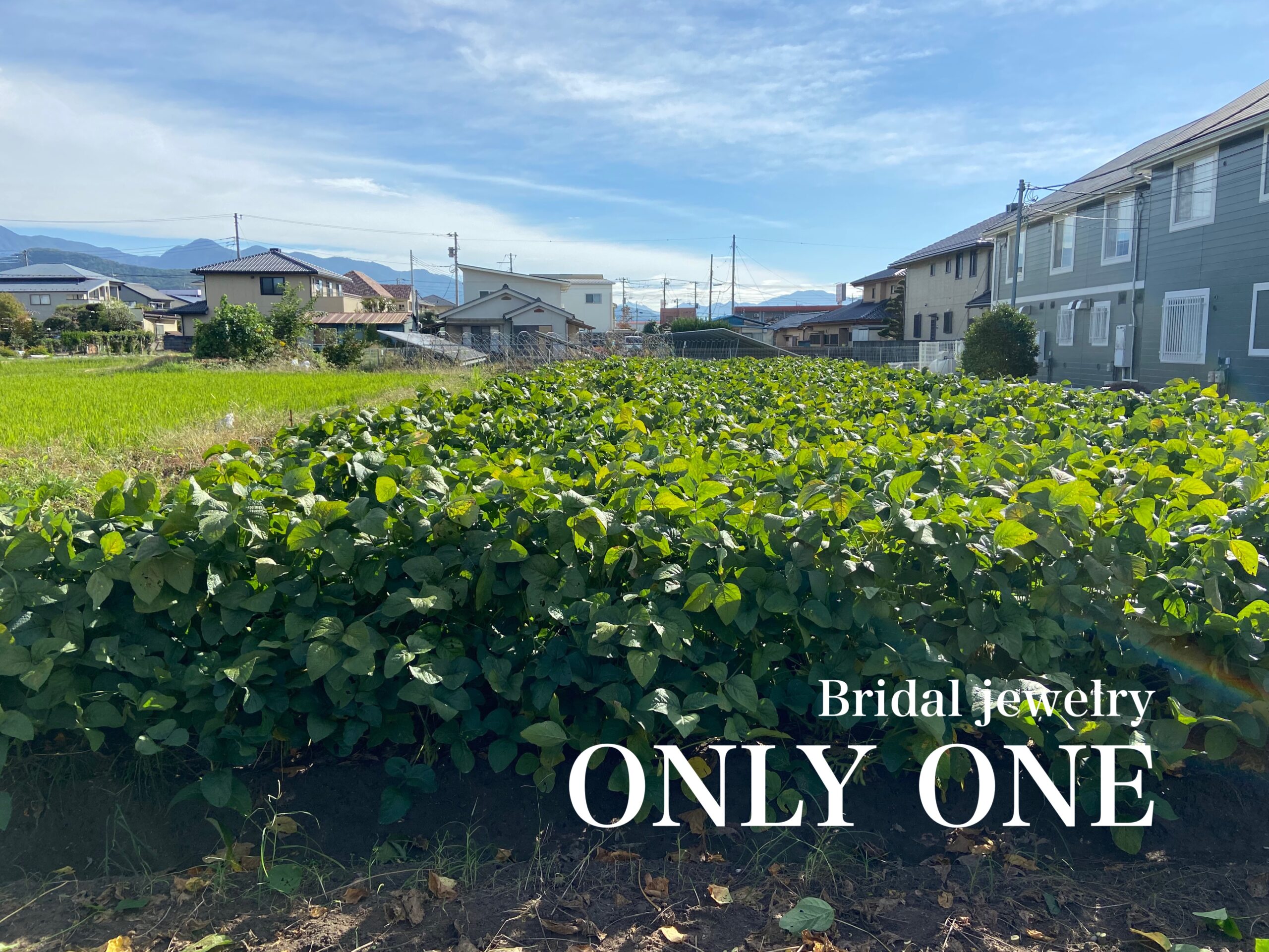 【山梨結婚指輪】枝豆収穫
