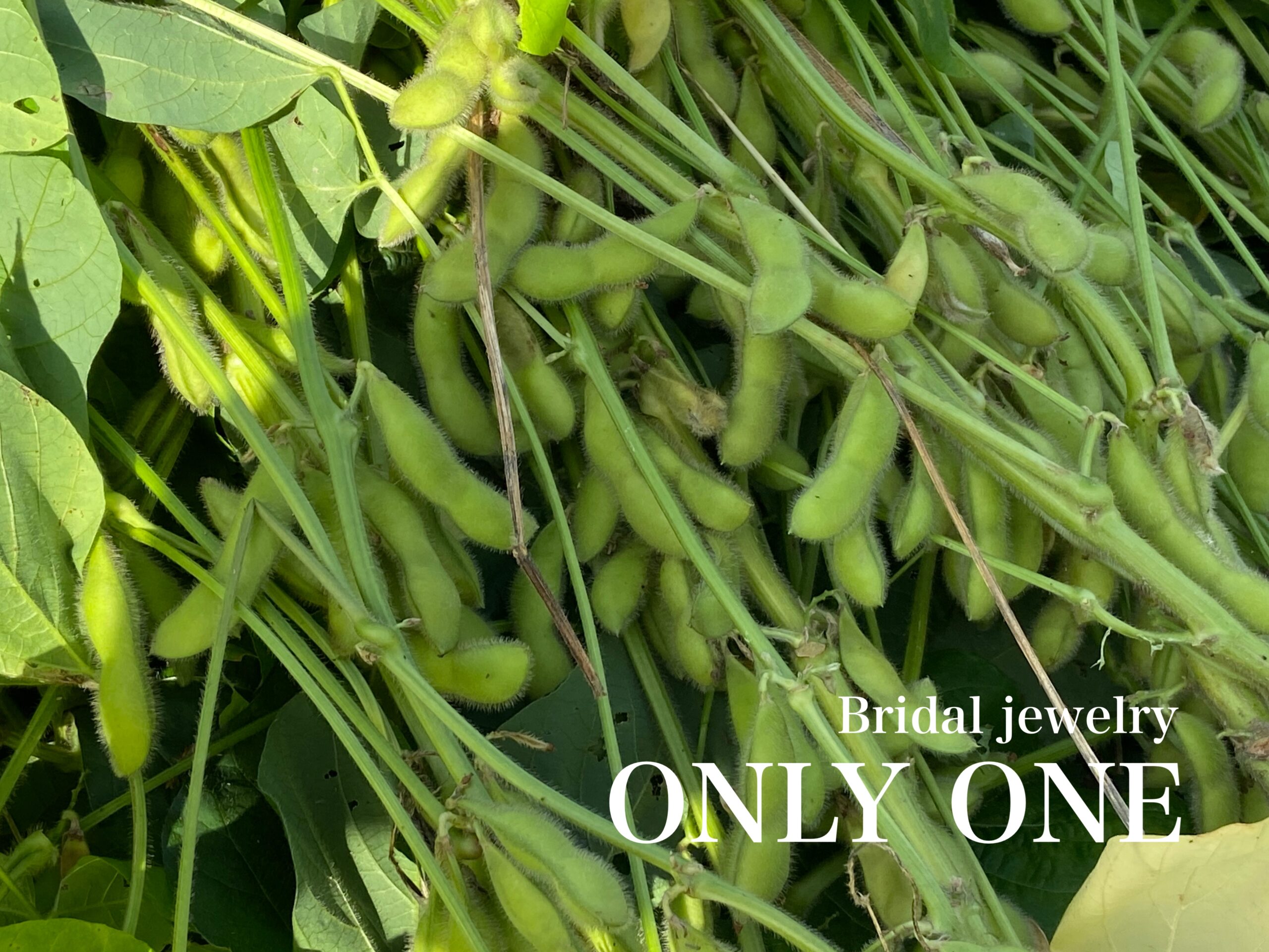 【山梨結婚指輪】「枝豆収穫」体験