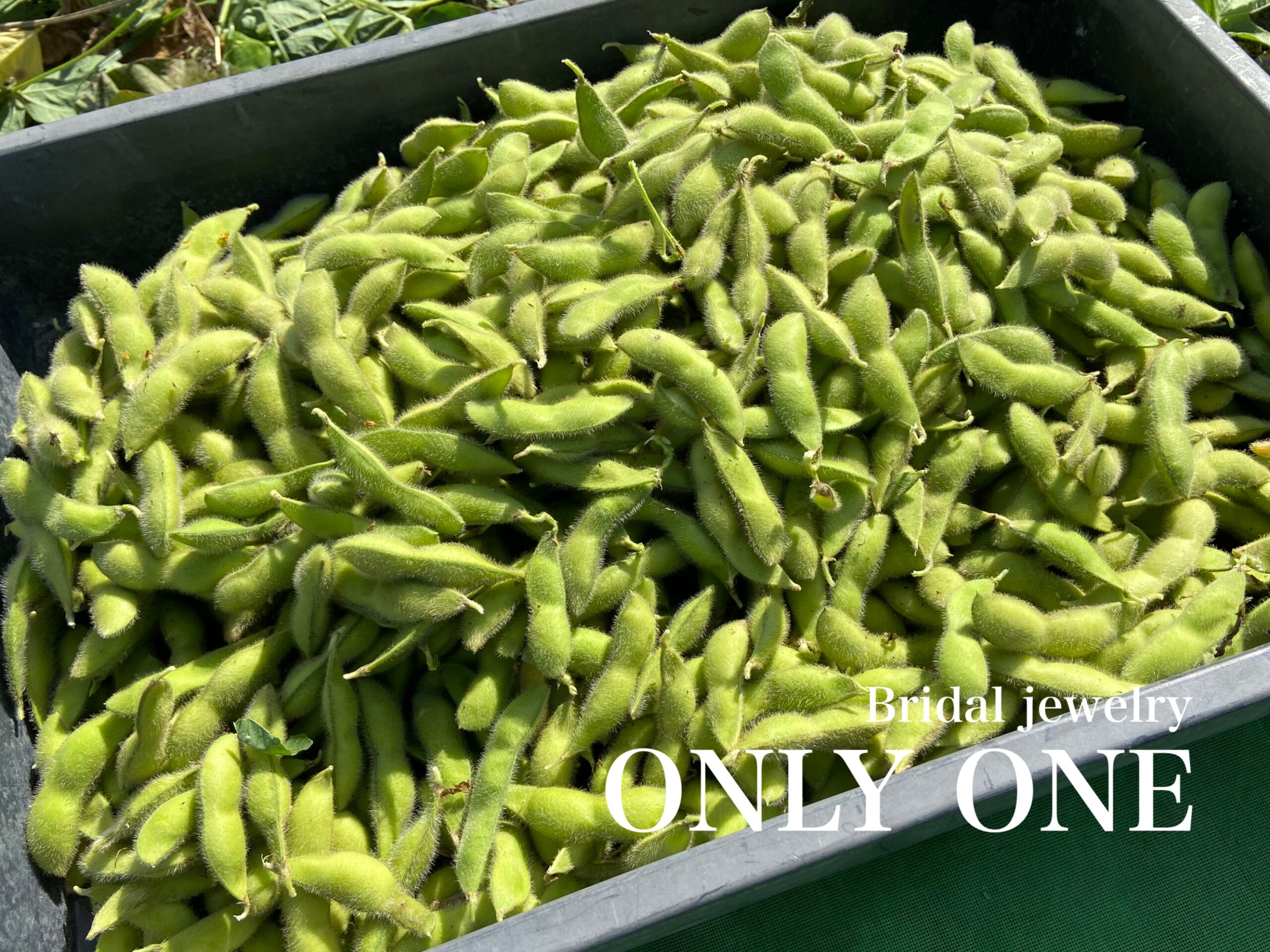 【山梨結婚指輪】枝豆の収穫体験です！