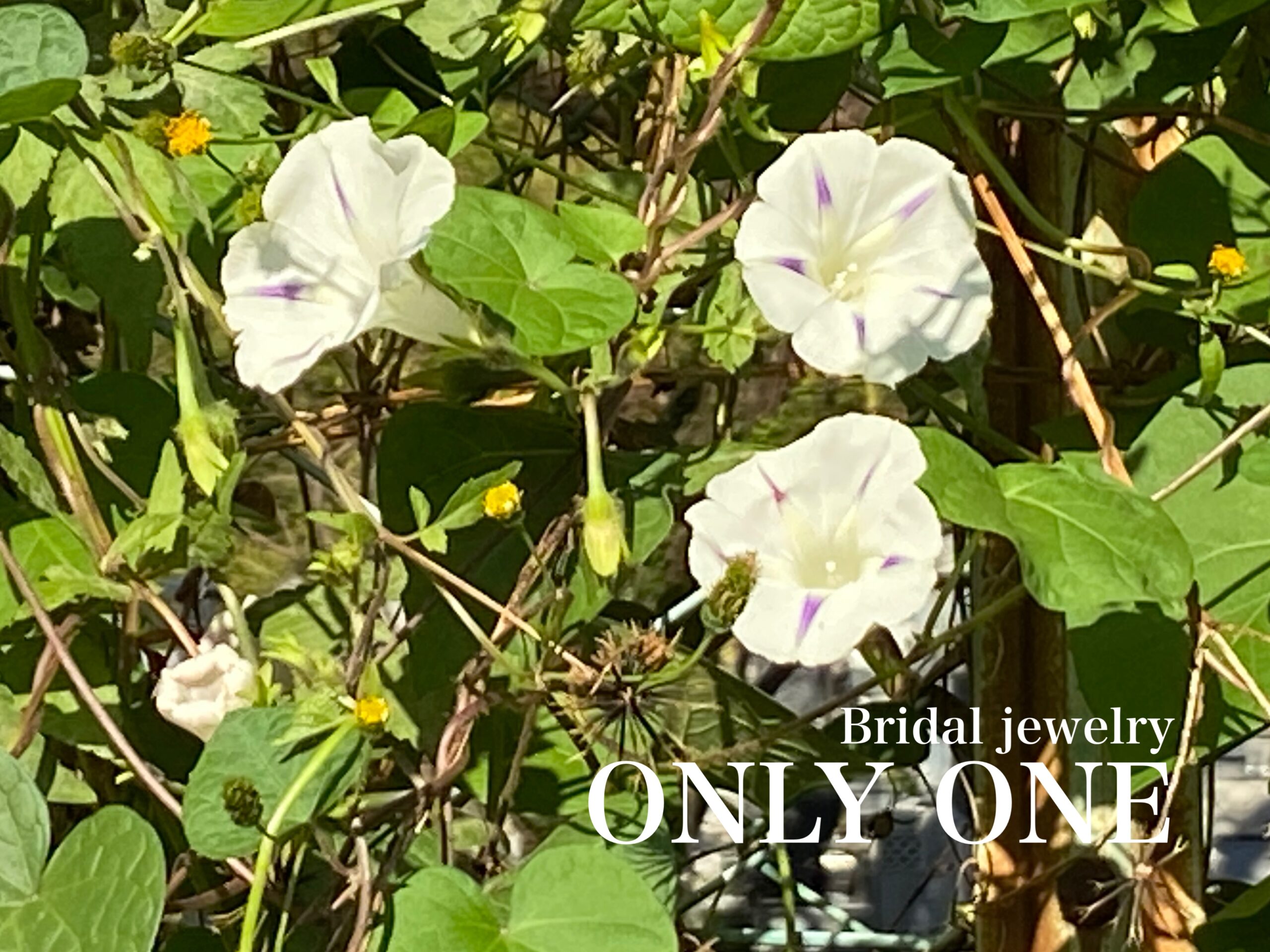 【山梨結婚指輪】まだまだ頑張っている「朝顔」