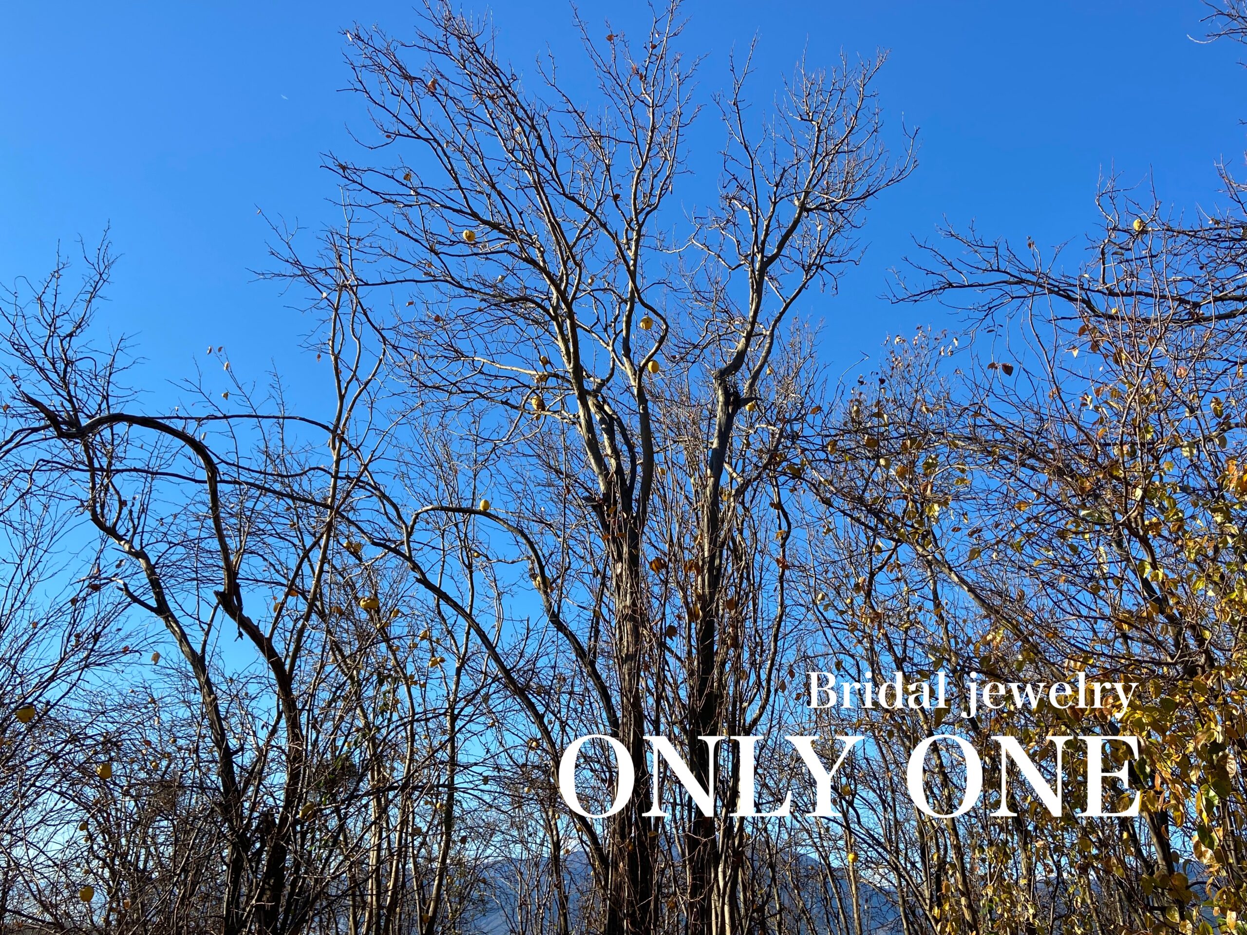 【山梨結婚指輪】「花梨の木」散歩にて！