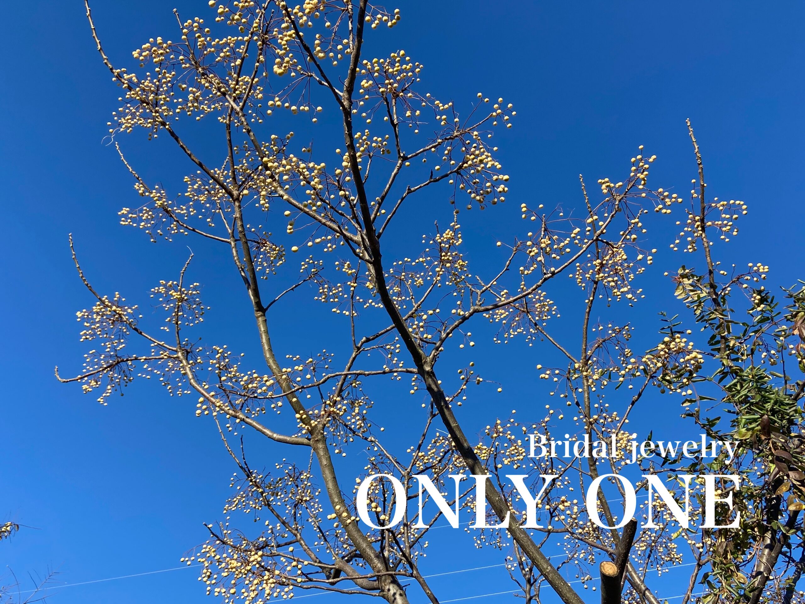 【山梨結婚指輪】青空に映える白い実