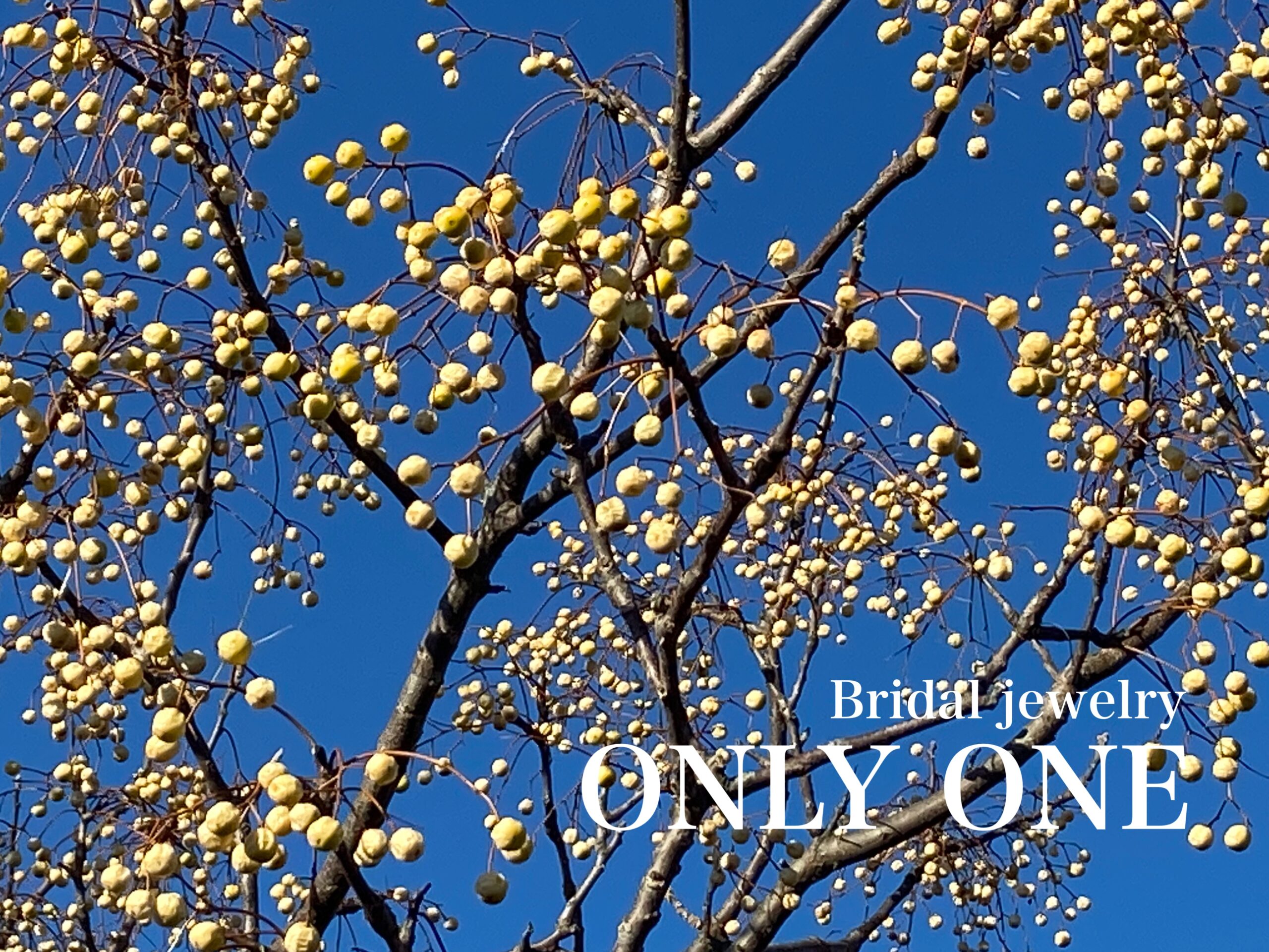 【山梨結婚指輪】「白い実」散歩にて！